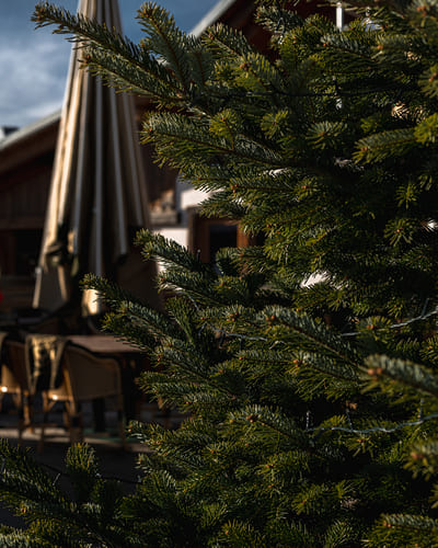 Le hibou d'arbois Megève - café - bar -restaurant à megève - pistes de ski - petits-déjeuners - terrasse ensoleillée face à la montagne - spécialités savoyardes - salle privatisable